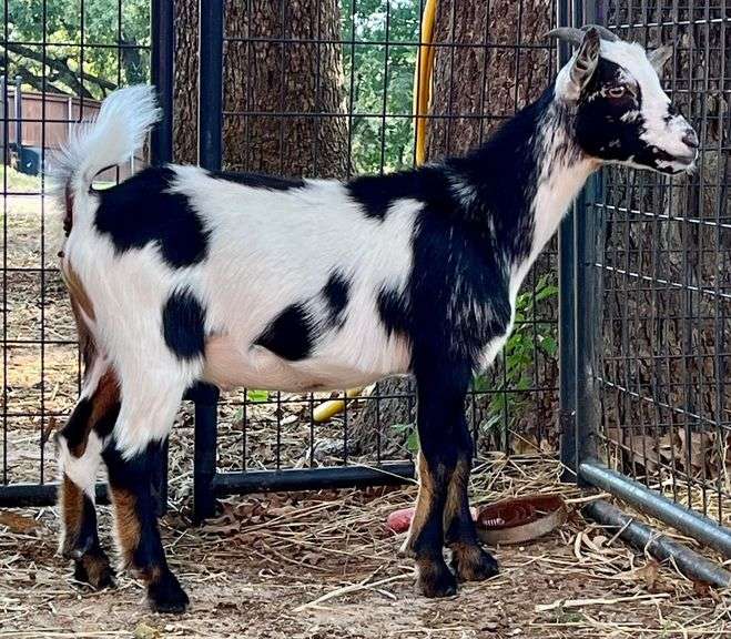 Tri-Color Pygmy Doe