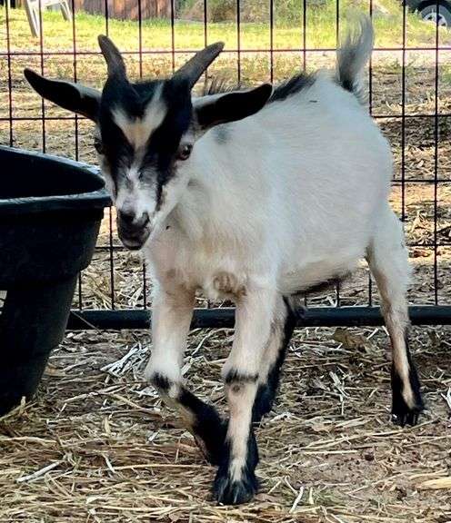 White/Black Young Pygmy Cross Buck