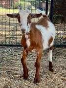 Brown/White Pygmy Cross Doe