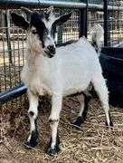 White/Black Young Pygmy Cross Buck