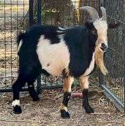 Black/White Adult Pygmy Buck