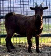 Brown Pygmy Cross Doe