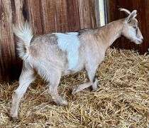 Tan Tri-Color Pygmy Cross Doe