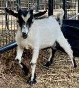 White/Black Young Pygmy Cross Buck