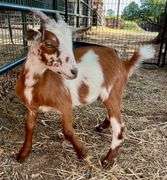Brown/White Pygmy Cross Doe