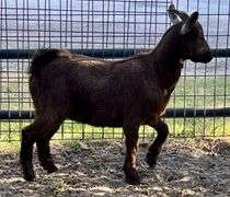 Brown Pygmy Cross Doe