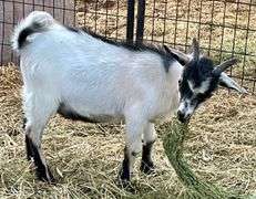 White/Black Young Pygmy Cross Buck