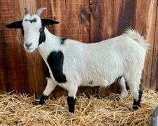 White/Black Pygmy Cross Doe