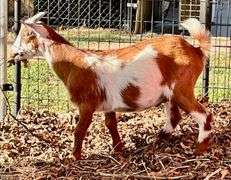 Brown/White Pygmy Cross Doe