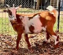 Brown/White Pygmy Cross Doe