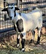 White/Black Pygmy Cross Doe