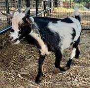 Tri-Color Pygmy Doe