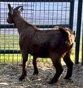 Brown Pygmy Cross Doe