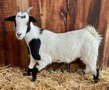 White/Black Pygmy Cross Doe