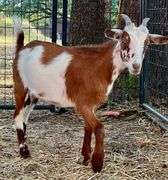 Brown/White Pygmy Cross Doe