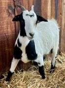 White/Black Pygmy Cross Doe