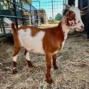 Brown/White Pygmy Cross Doe
