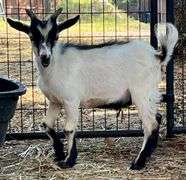 White/Black Young Pygmy Cross Buck