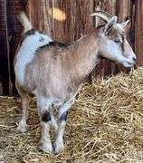 Tan Tri-Color Pygmy Cross Doe