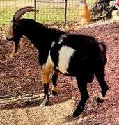Black/White Adult Pygmy Buck