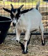 White/Black Young Pygmy Cross Buck