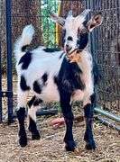 Tri-Color Pygmy Doe