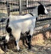 White/Black Pygmy Cross Doe