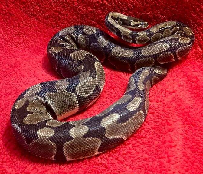 Male Ball Python image