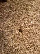 8 x 10 Sisal Area rug