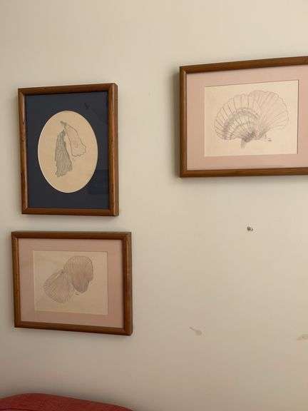 Set of Three Framed Shell Drawings by SLB image
