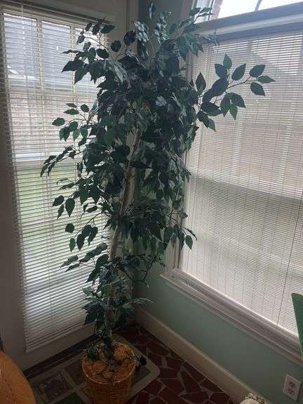 Decorative Ficus Tree image