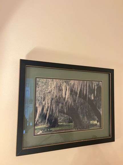 Framed Print of a Mossy Oak Tree Landscape image