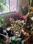 Artificial plant lot