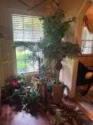Artificial plant lot