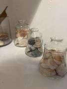 Seashells In Glass
