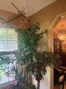 Artificial plant lot