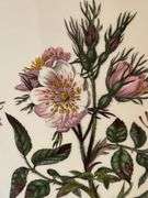 Portmeirion  Botanic Gardens Vase