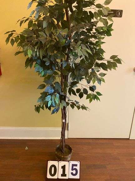 5' FICUS TREE image
