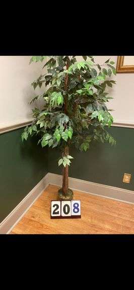 FICUS TREE image