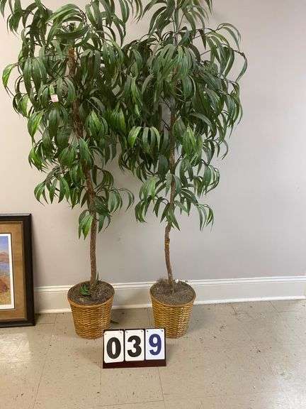 TWO FICUS TREES image