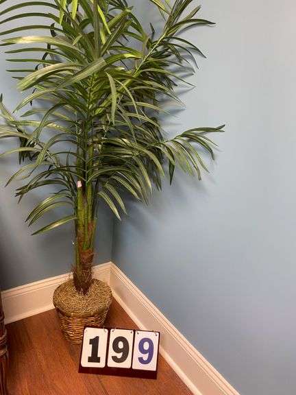 5' PARLOR PALM TREE image