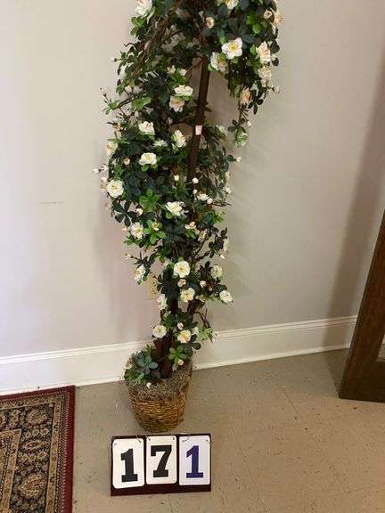 5 FT. CAMELLIA TREE image