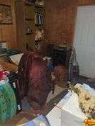 Contents Of Room:  Bookshelves, Cedar Chest, Vases, Lamps, Figurines, Air Hockey Table, Chest Of Drawers & Miscellaenous