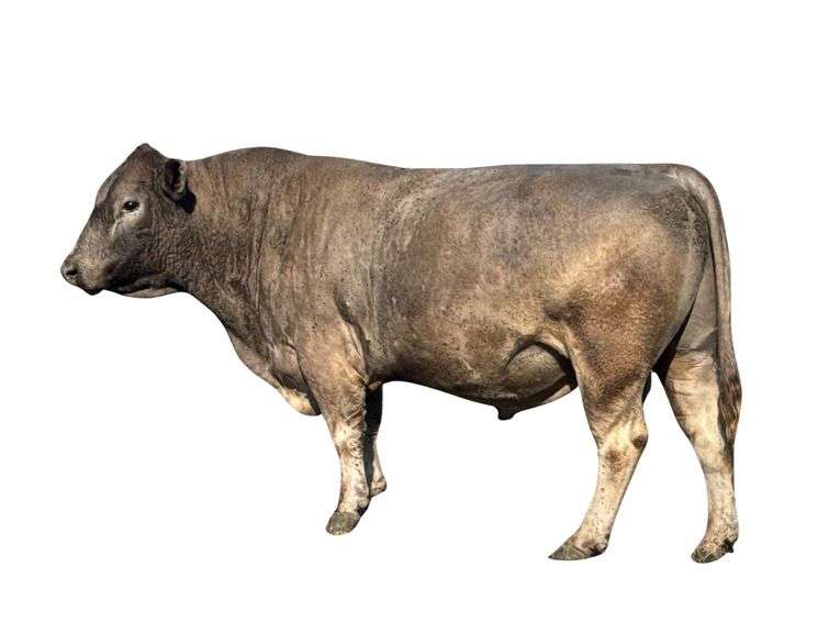 Murray Grey Bull - 3yo - Virgin Bull -  Always Grass Fed - Great Temperment - Bred Right Here on the Farm - Pure Bred but No Papers image
