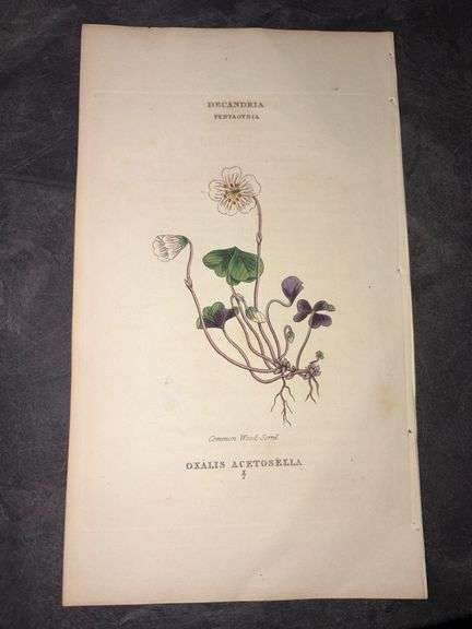1816 Antique Common Wood Sorrel Print by Richard Duppa - The Classes & Orders of Linnaean System image