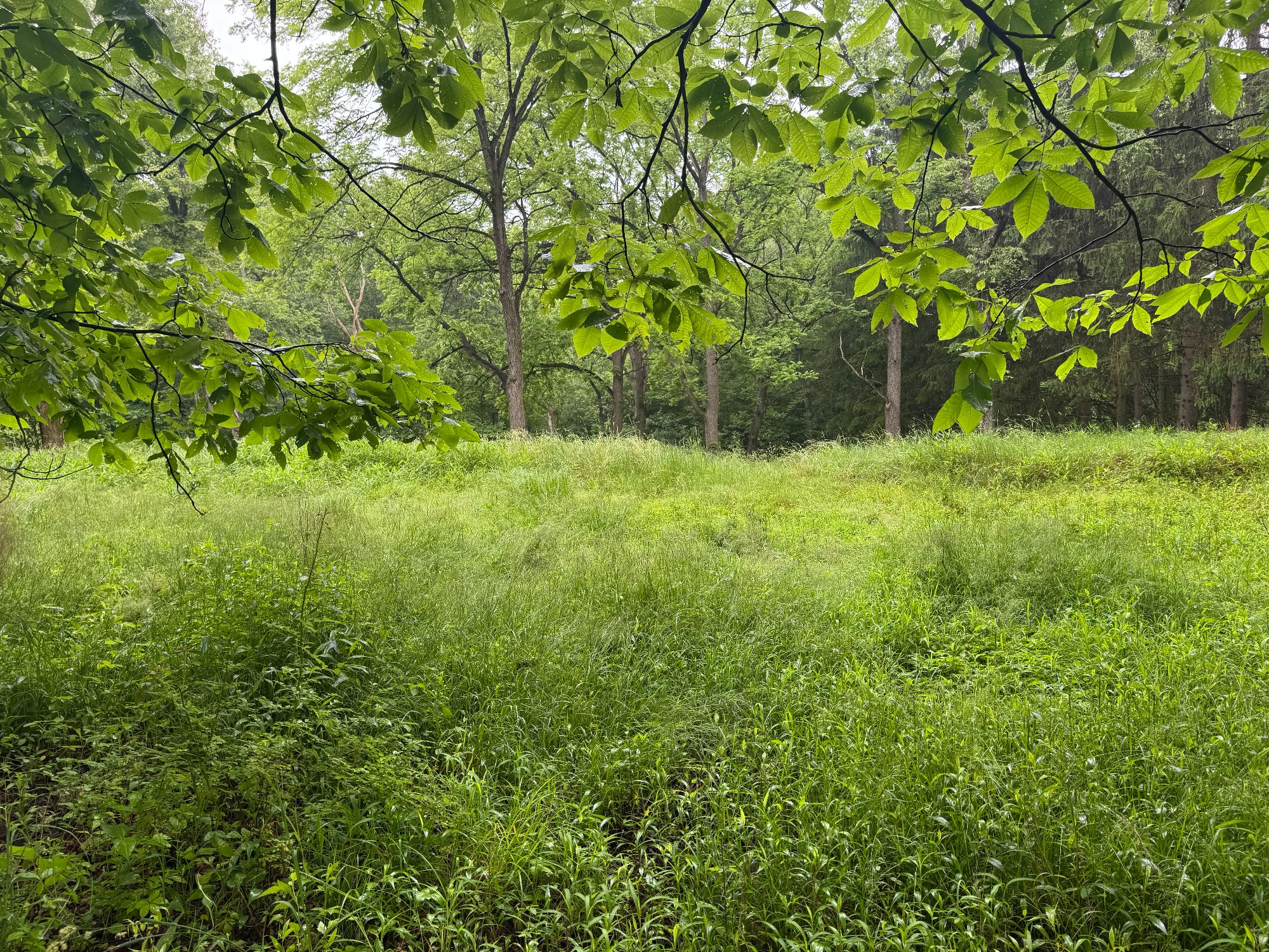 Lot image 49