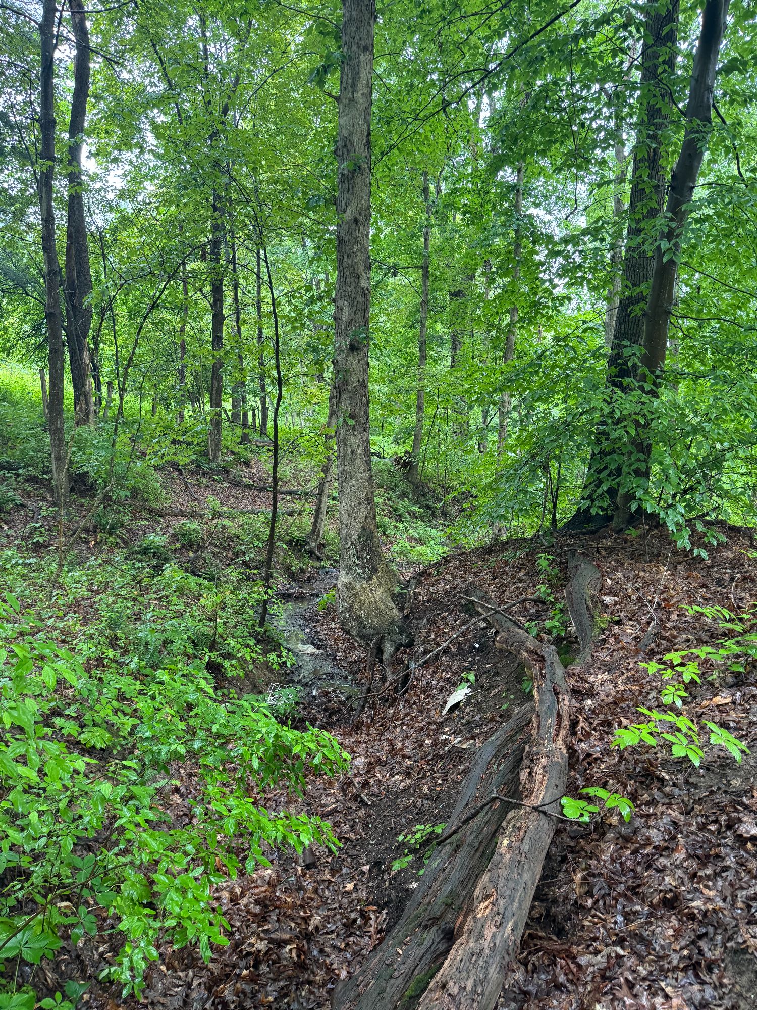 Lot image 46