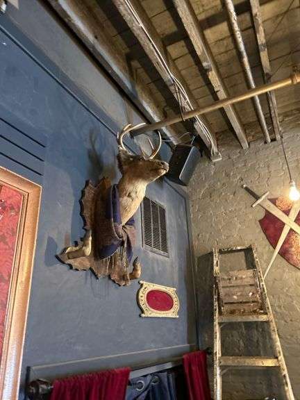 4 - Taxiderimed Deer / Boar Mounted Heads