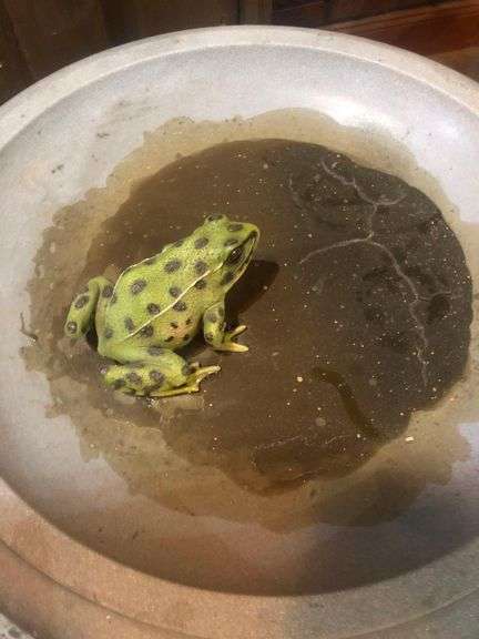 Plastic Birdbath with Frog