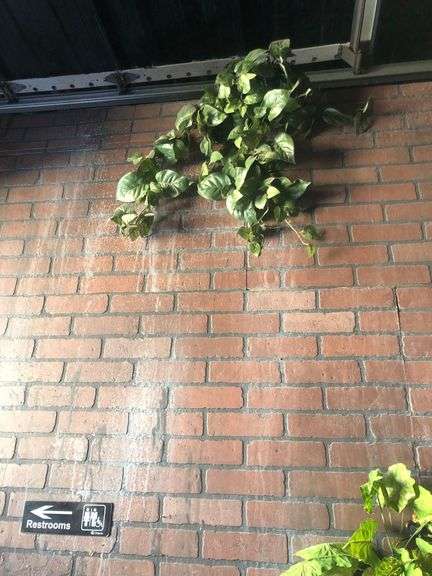 All Wall and Ceiling Decor Including Faux Plants, Vines, and Flowers, and Hanging Lanterns